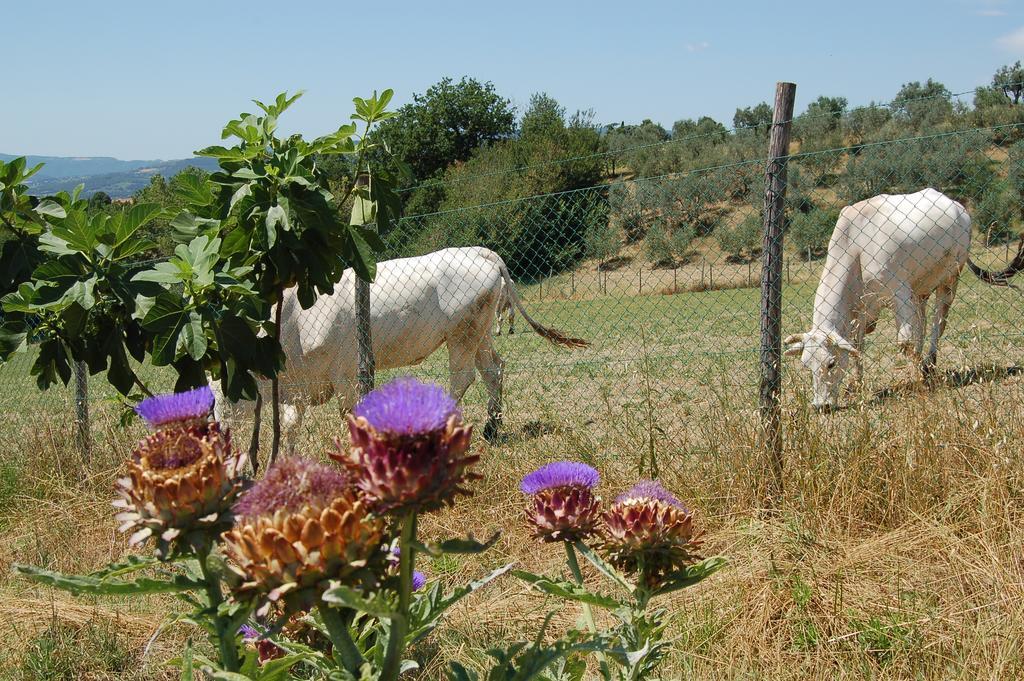 Agriturismo Casale Dei Frontini San Terenziano Eksteriør billede