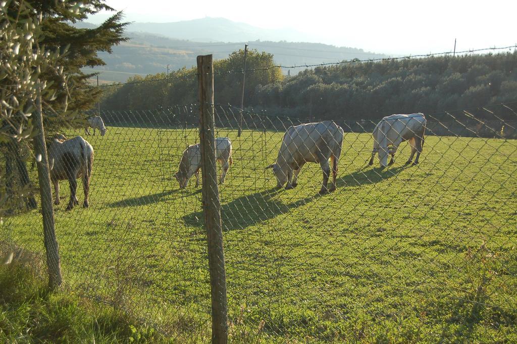 Agriturismo Casale Dei Frontini San Terenziano Eksteriør billede